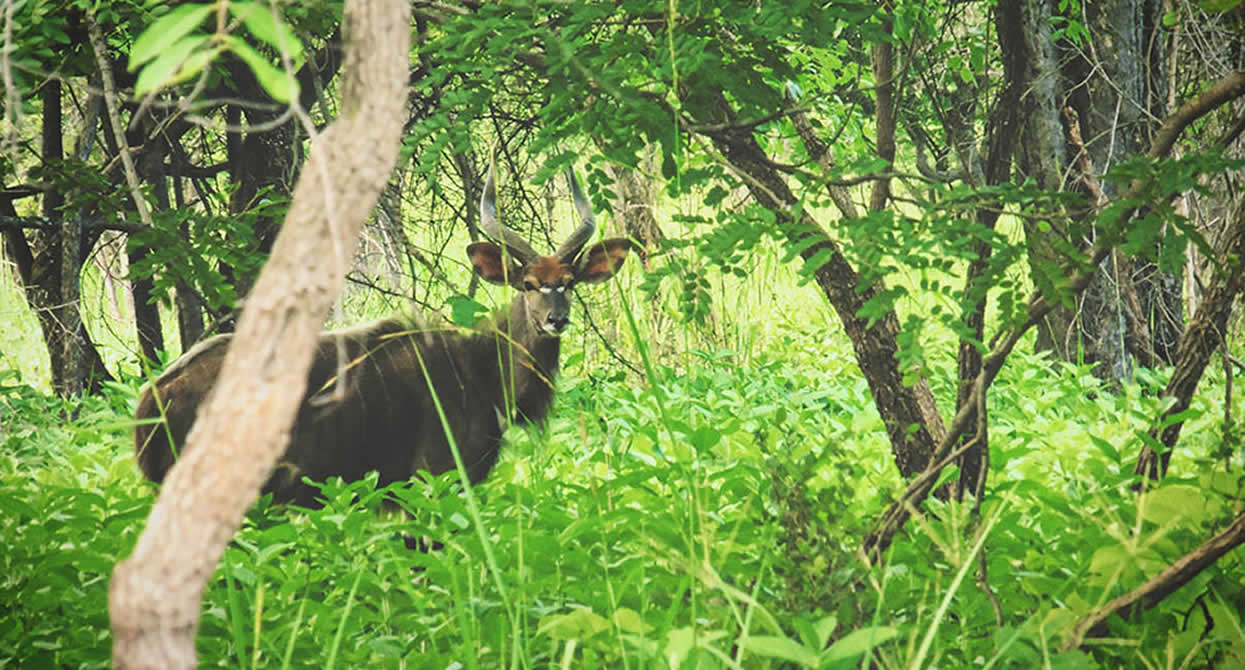 Wildlife and Lakeside Trip