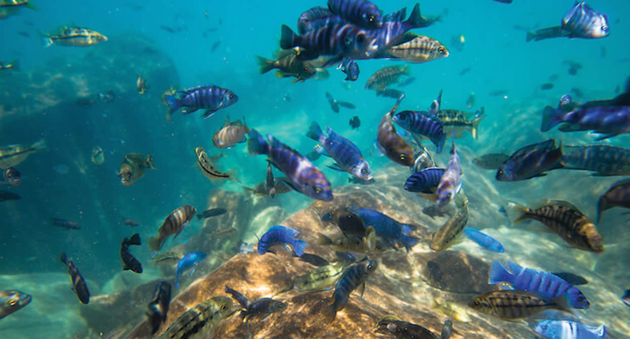 Fresh water snorkeling