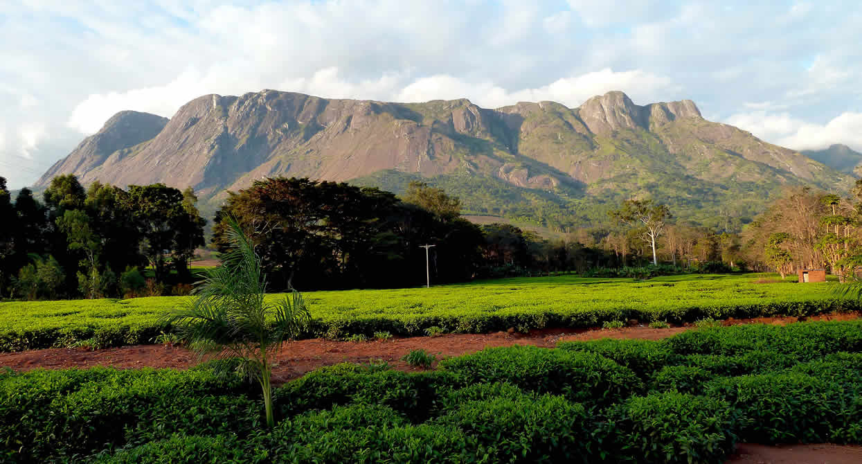 Tea Estate Excursion