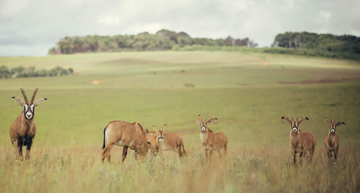 Nyika National Park