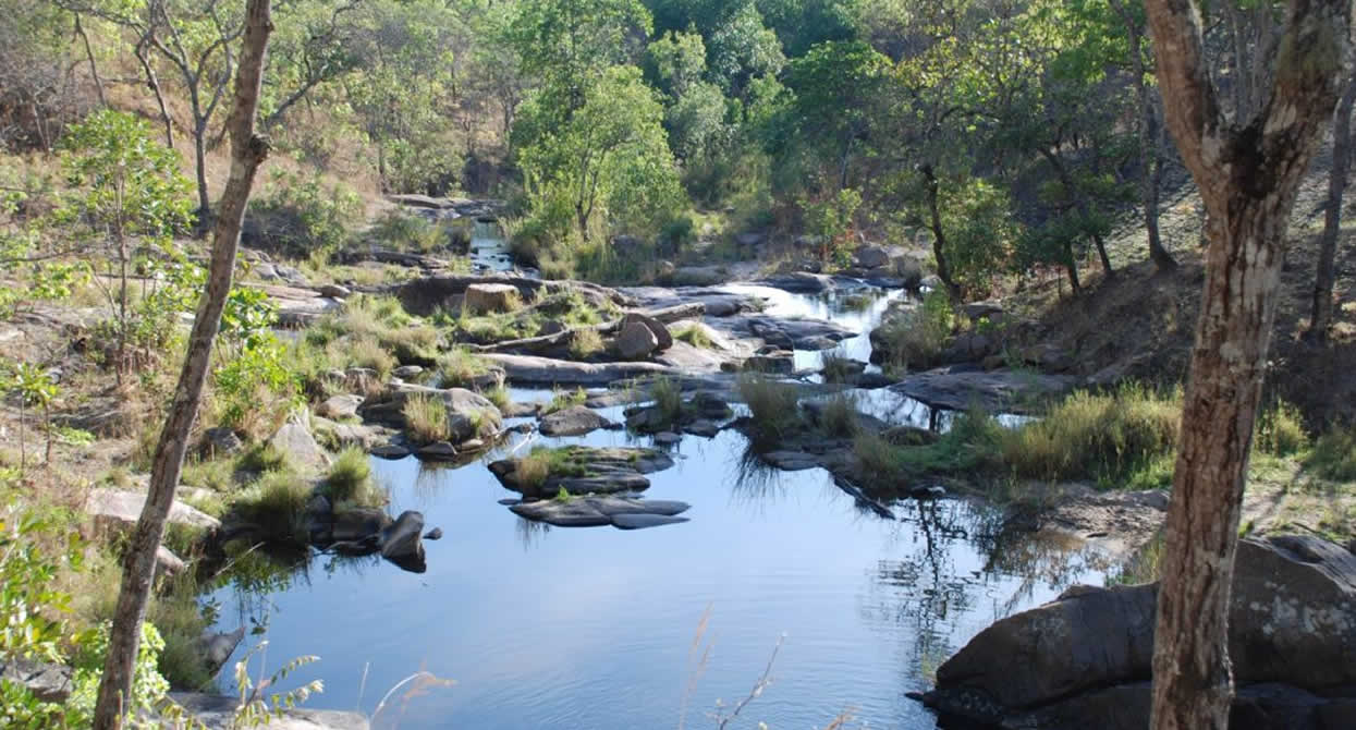 Dzalanyama Forest